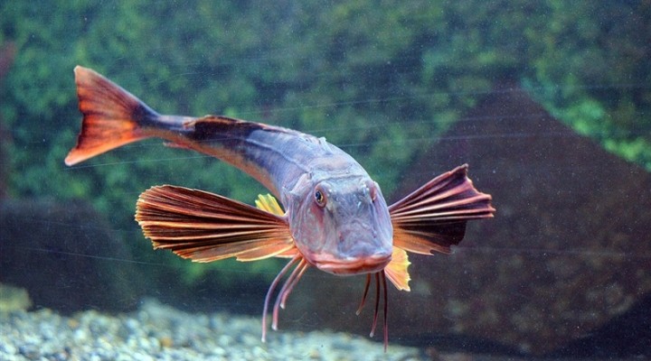 Рыба Петух Фото